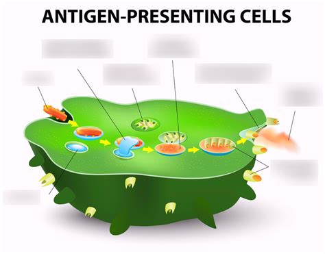 Microbiology Immune System Antigen Presenting Cells Diagram Quizlet
