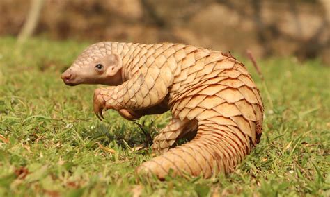 Everything You Need To Know About Pangolins Wanderlust