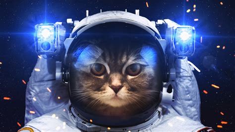 Astronaut Cat 4k 5k Hd Wallpapers Hd Wallpapers Id 31243