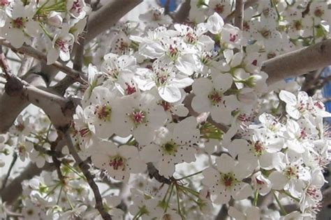 Are you searching for peach tree png images or vector? Double White Early Flowering Peach Prunus persica Snow ...