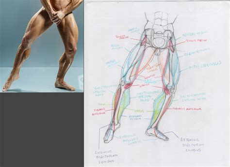 Human anatomy drawing human body anatomy drawing muscles muscle anatomy male figure drawing guy drawing drawing faces drawing people drawing tips. Muscular Legs Drawing at GetDrawings | Free download