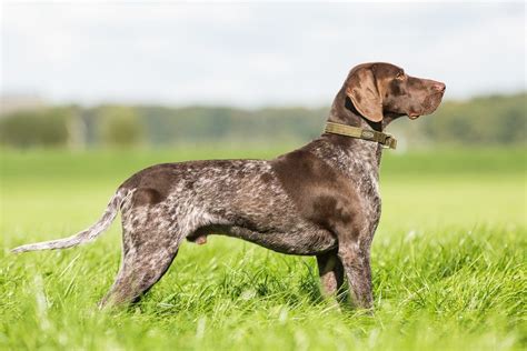 German Shorthaired Pointer Dog Breed Info Pictures