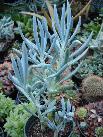Pencil cacti like to dry out completely between waterings. Blue Chalk Stick -- on sale from Pernell Gerver. Also ...