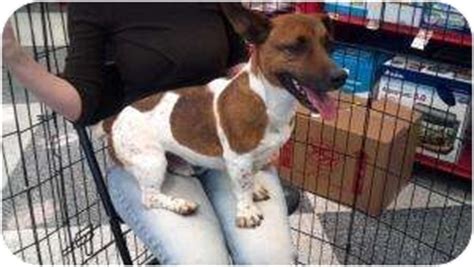 Maybe you would like to learn more about one of these? Roscoe | Adopted Dog | Phoenix, AZ | Basset Hound/Jack ...