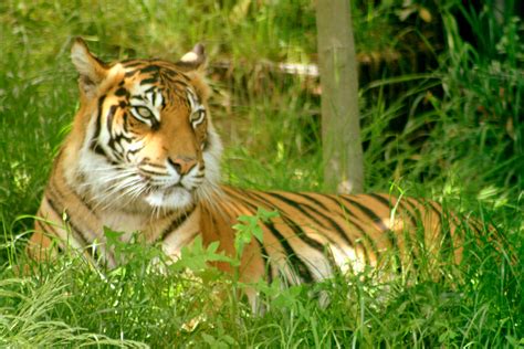 Sumatran Tiger London Zoo 27th May 2017 Zoochat