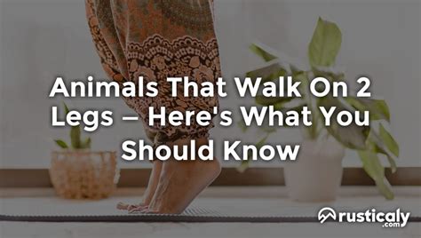 Animals That Walk On 2 Legs Complete And Easy Answer