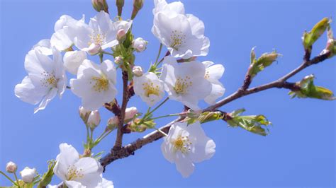 Wallpaper Food Sky Branch Cherry Blossom Spring Tree Flower