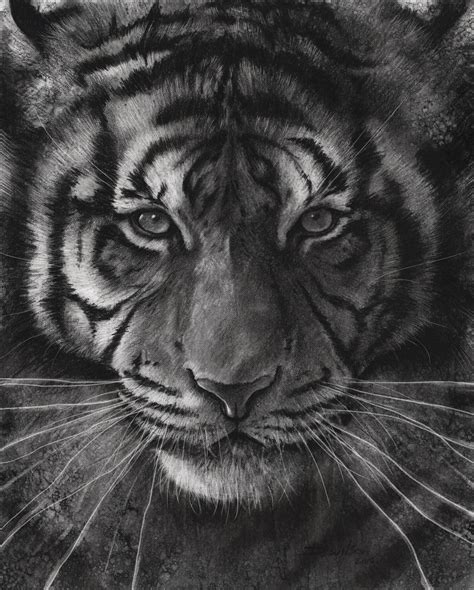 Top 10 Tips For Drawing A Realistic Tiger In Charcoal Studio Wildlife