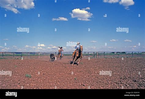 Cowboys On A Large West Texas Cattle Ranch Practice Steer Roping In A