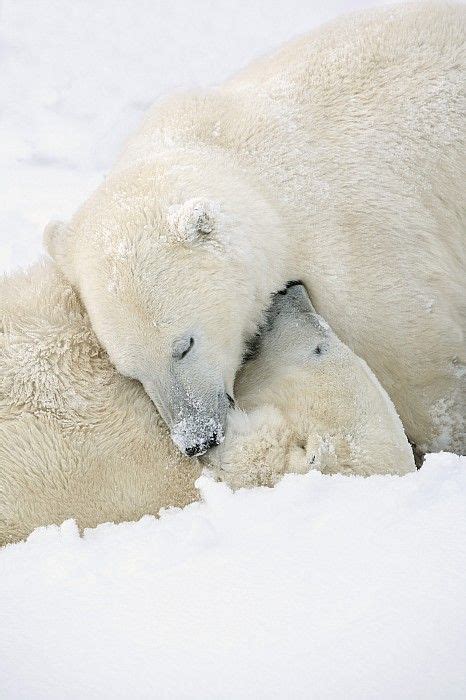 Sleeping Polar Bears By Richard Wear Polar Bear Bear Polar Bear Winter