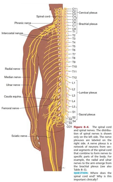Spinal Nerves Spinal Nerve Spinal Nerves Anatomy Basic Anatomy And