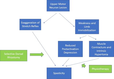 Pathophysiology Of Spasticity Following An Upper Motor Neuron Lesion