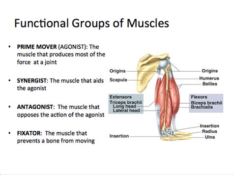 Organization Of Muscles And Joints Flashcards Quizlet