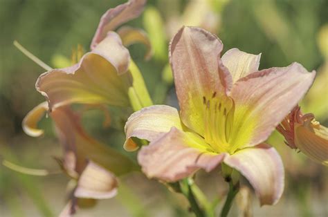 Catherine Woodbury Daylily Flower Photograph By Jenny Rainbow
