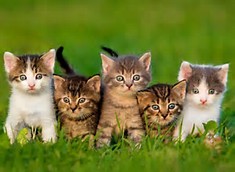 Résultat d’images pour chat