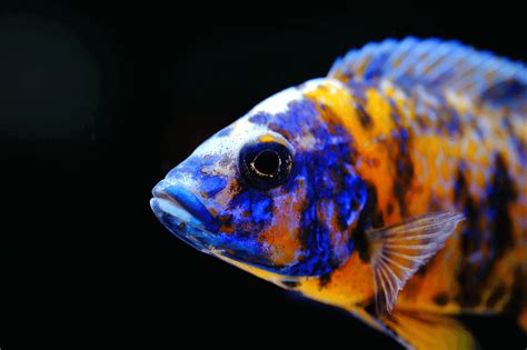 Top 10 Most Beautiful Colorful Fish Types Cichlids African Cichlids