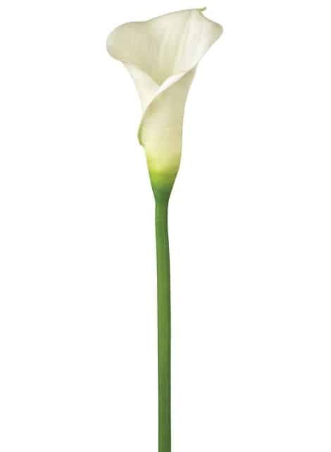 White Calla Lily Long Stemmed Stems Wholesale Flowers In Bulk In