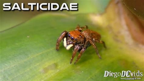 Phiale Sp Red Jumping Spider With White Pedipalps Salticidae Aranha