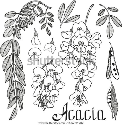 Acacia Flower Over 5862 Royalty Free Licensable Stock Illustrations