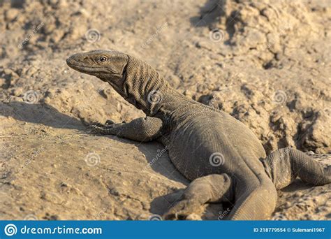 Monitor Lizard Closeup Wildlife Of Pakistan Stock Photo Image Of