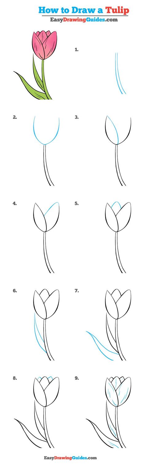 Learn how to draw a pretty hibiscus flower easy, step by step drawing lesson tutorial. How to Draw a Tulip - Really Easy Drawing Tutorial ...