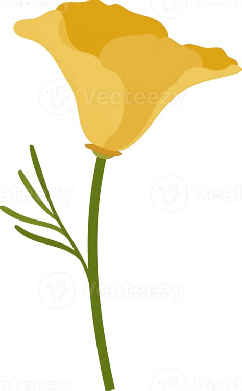 Yellow California Poppy Flower Hand Drawn Illustration 10172102 Png