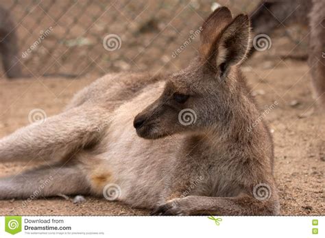 Lazy Kangaroo Stock Image Image Of Nature Animals Mammals 6856571