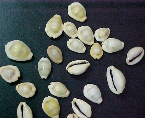 Cypraea Moneta Or Money Cowrie Were Used For Hundreds Of Years As