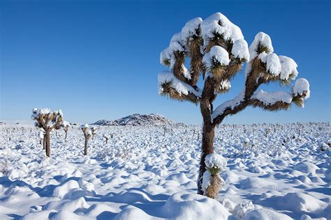 Joshua Trees In The Snow Pdn Photo Of The Day
