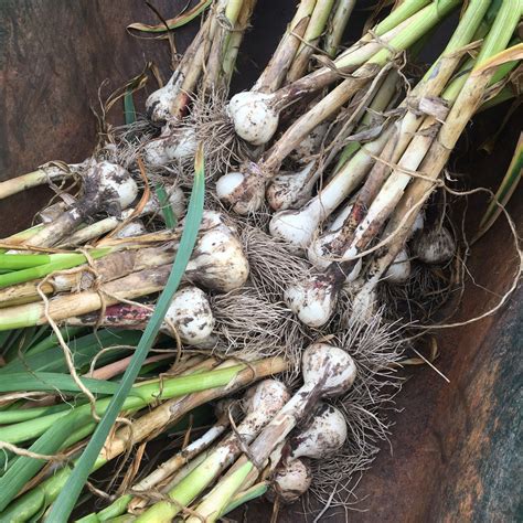Three Keys To Growing Garlic