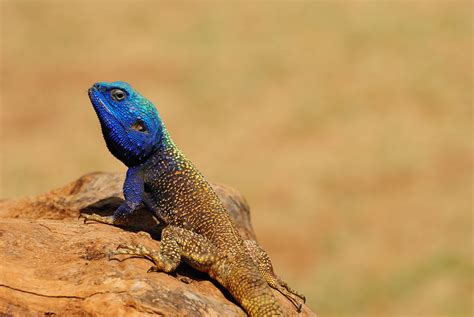 Blue Headed Agama This Is The Blue Headed Agama That Lives Flickr