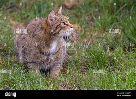 scottish wild cat felis silvestris captive breeding programme large wild tabby looking cat