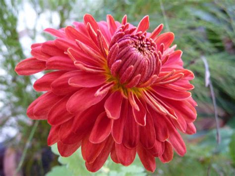Chrysanthemum Facts And Health Benefits