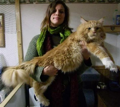 Maine coon cat health problems you should be aware of. How Much Does A Maine Coon Weigh? • The Pets KB