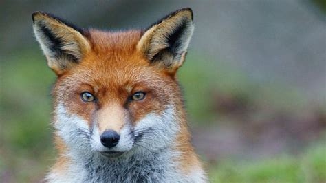 Foxes In Brisbane Suburbs Including Sighting On Cctv In South Bank