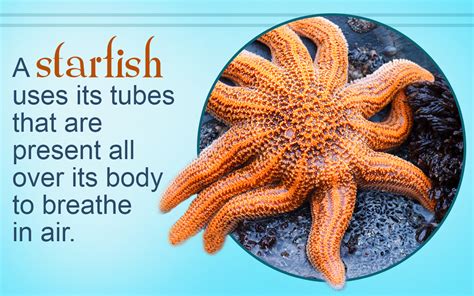 Get going and convey these interesting and easy to remember animal facts to your kids today! Starfish Facts for Kids - Animal Sake