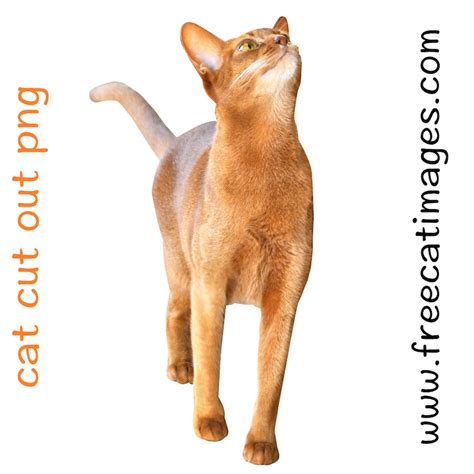Free Cat Images Free Digital Cat Cut Out Png Standing
