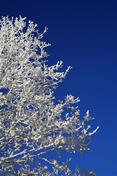 Hd Wallpaper Tree Hoarfrost Winter Winter Picture Winter