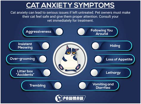 Signs Your Cat Has Anxiety And How To Treat It Sexiezpix Web Porn