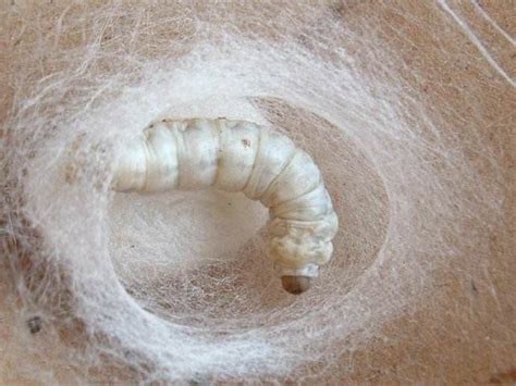 How Is Silk Produced By The Body Of The Silkworm
