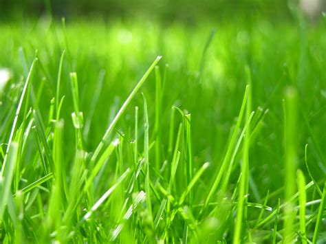 Filegrass Closeup