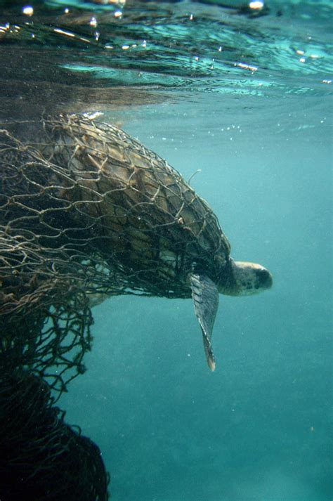 Buoyless Nets Reduce Sea Turtle Bycatch In Coastal Net Fisheries