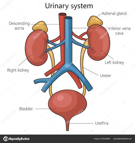 Urinary Tract Diagram