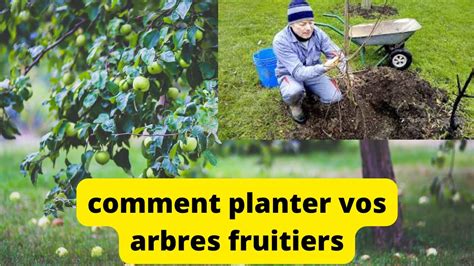 Comment Planter Un Arbre Fruitier Faire Un Pralinage A Mettre Sur Les