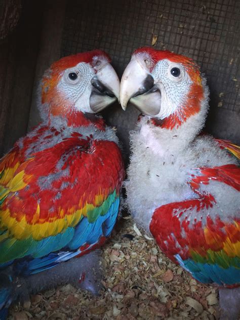 Texas Aandm Researchers Develop New Method For Improving Macaw Chick Survival