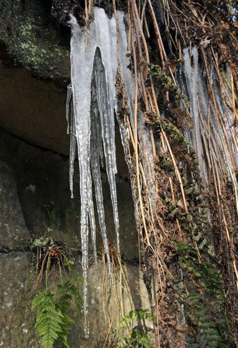Icicles On A Rock Outcrop Surrounded By Ferns Moss And Plants In Bright