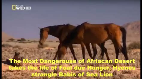 Nat Geo Wild Wild Africa National Geographic Documentary Youtube