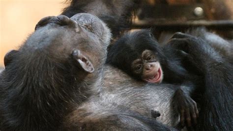 Baby Chimpanzee Goes On Display At Edinburgh Zoo Bbc News