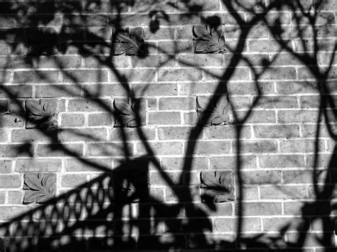 Black And White Photo Of Shadows On The Wall · Free Stock Photo