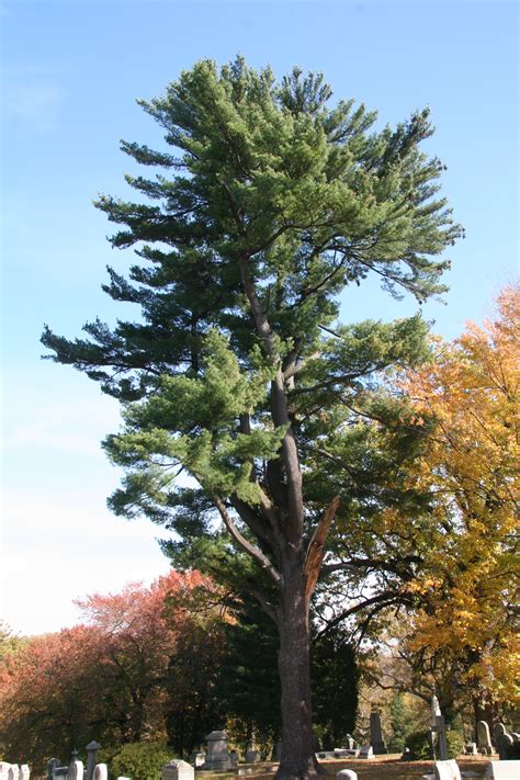 Eastern White Pine Delaware Trees